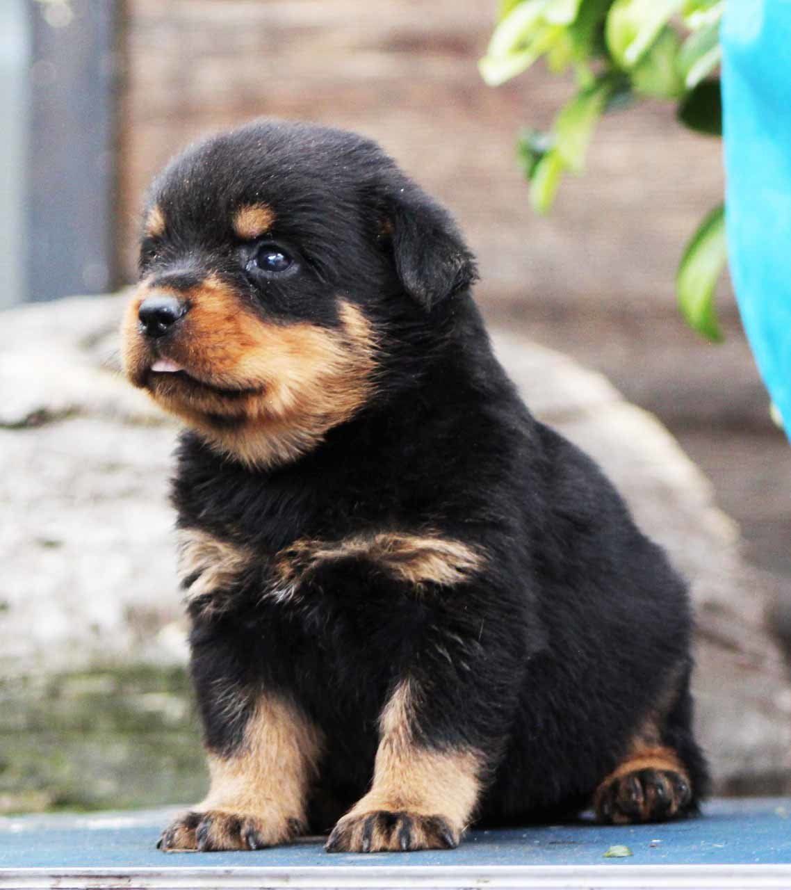 rottweiler en mexico