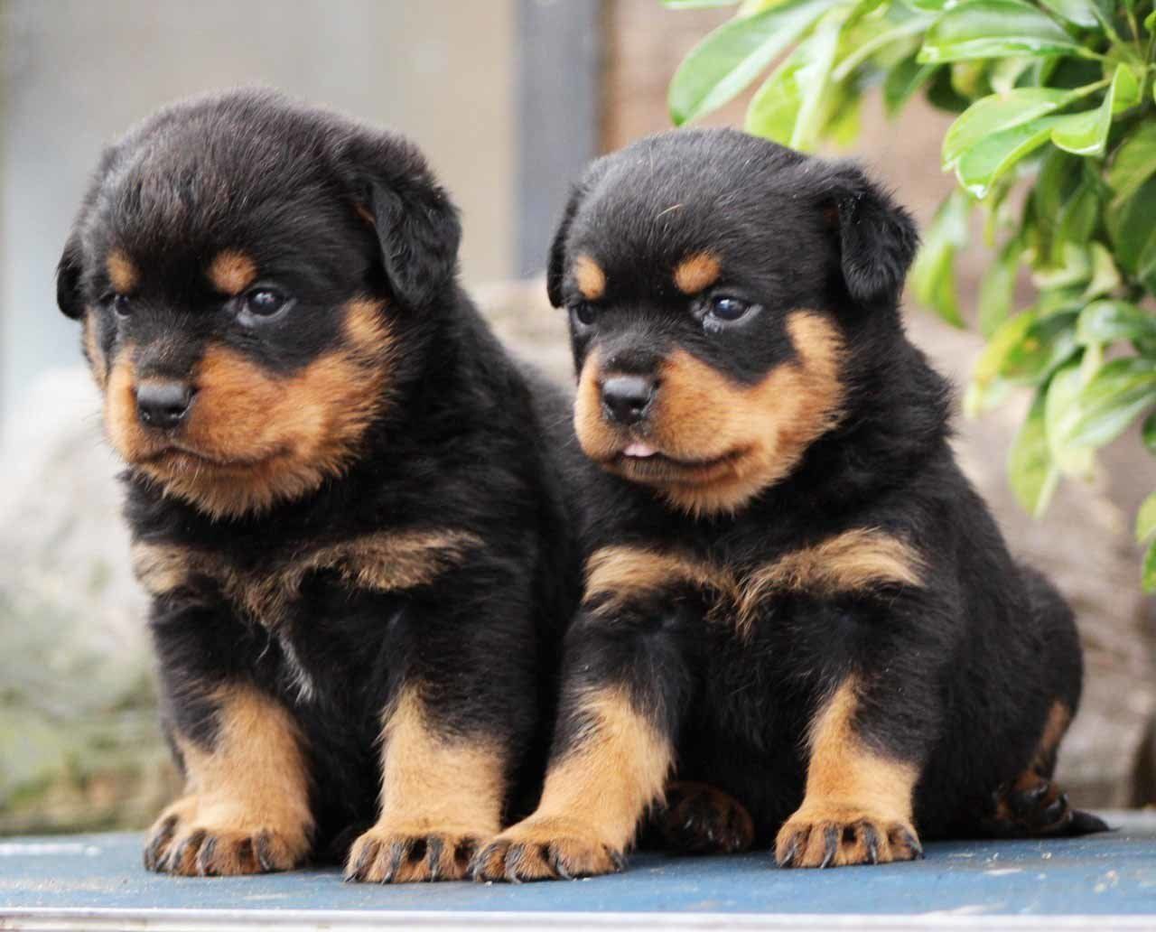 rottweiler en mexico