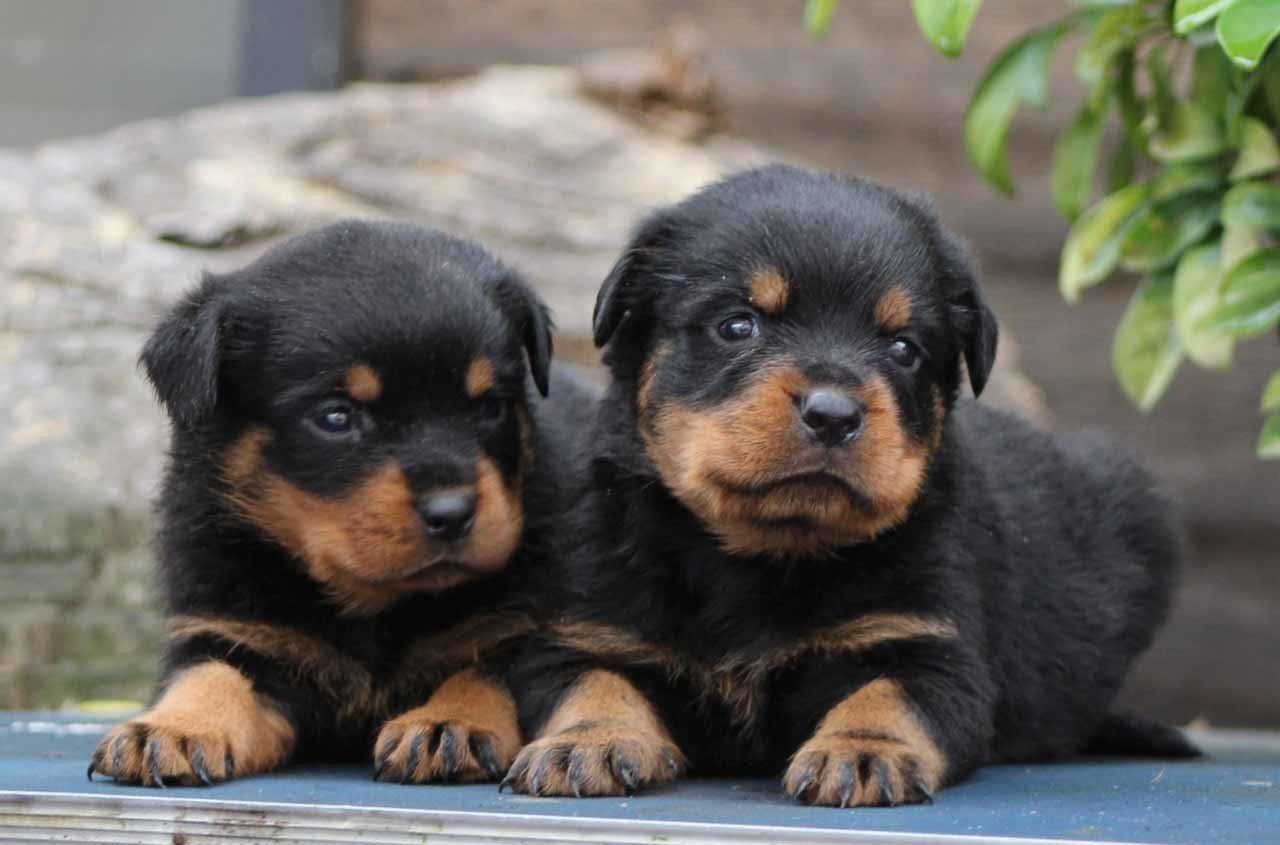rottweiler en mexico