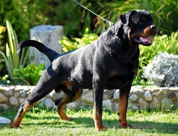 criadero de rottweiler