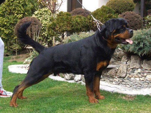 criadero de rottweiler