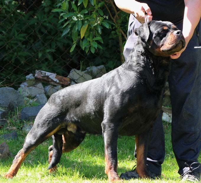 criadero de rottweiler
