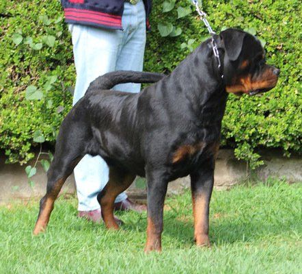 criadero de rottweiler