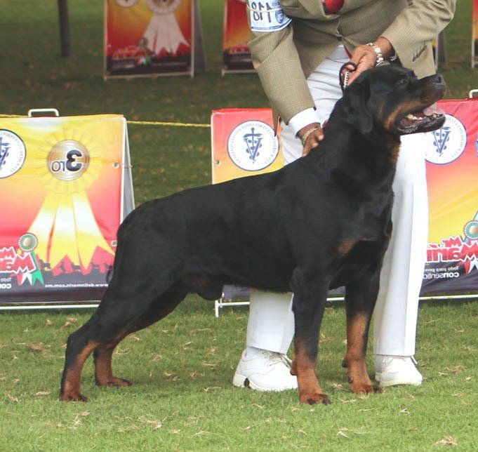 perros rottweiler en venta