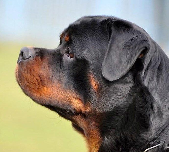 criadero de rottweiler