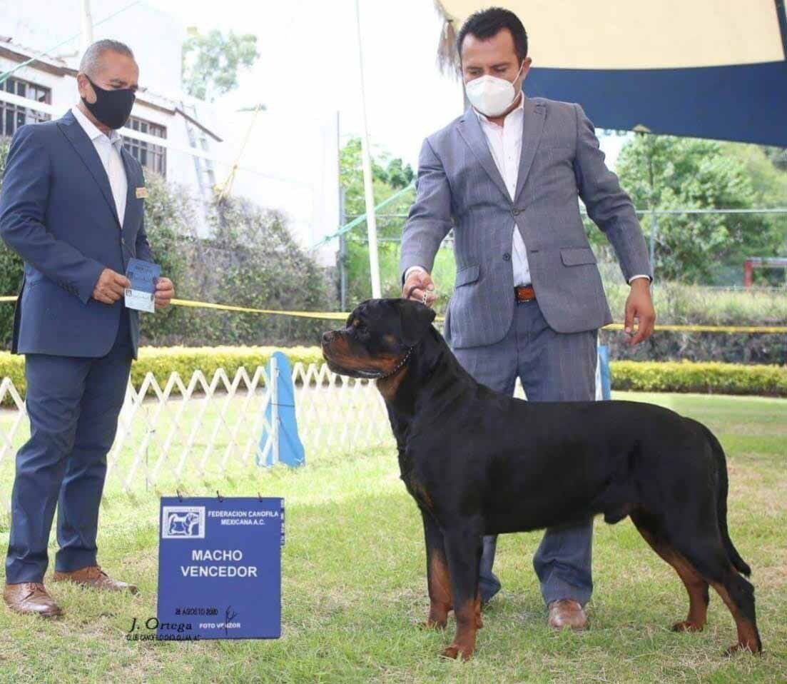 rottweiler en mexico