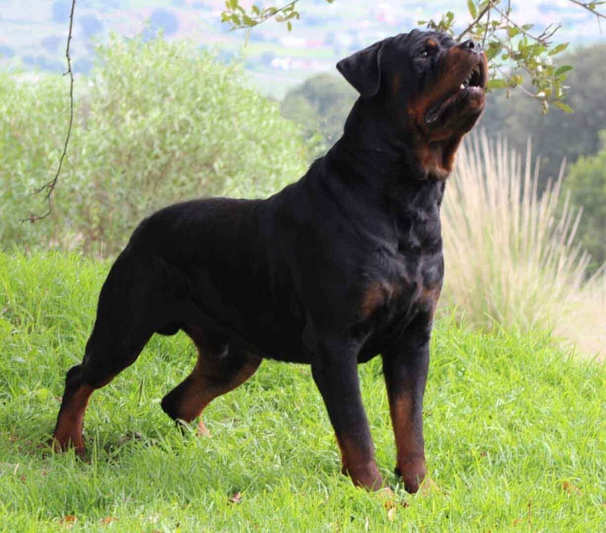 criadero de perros rottweiler
