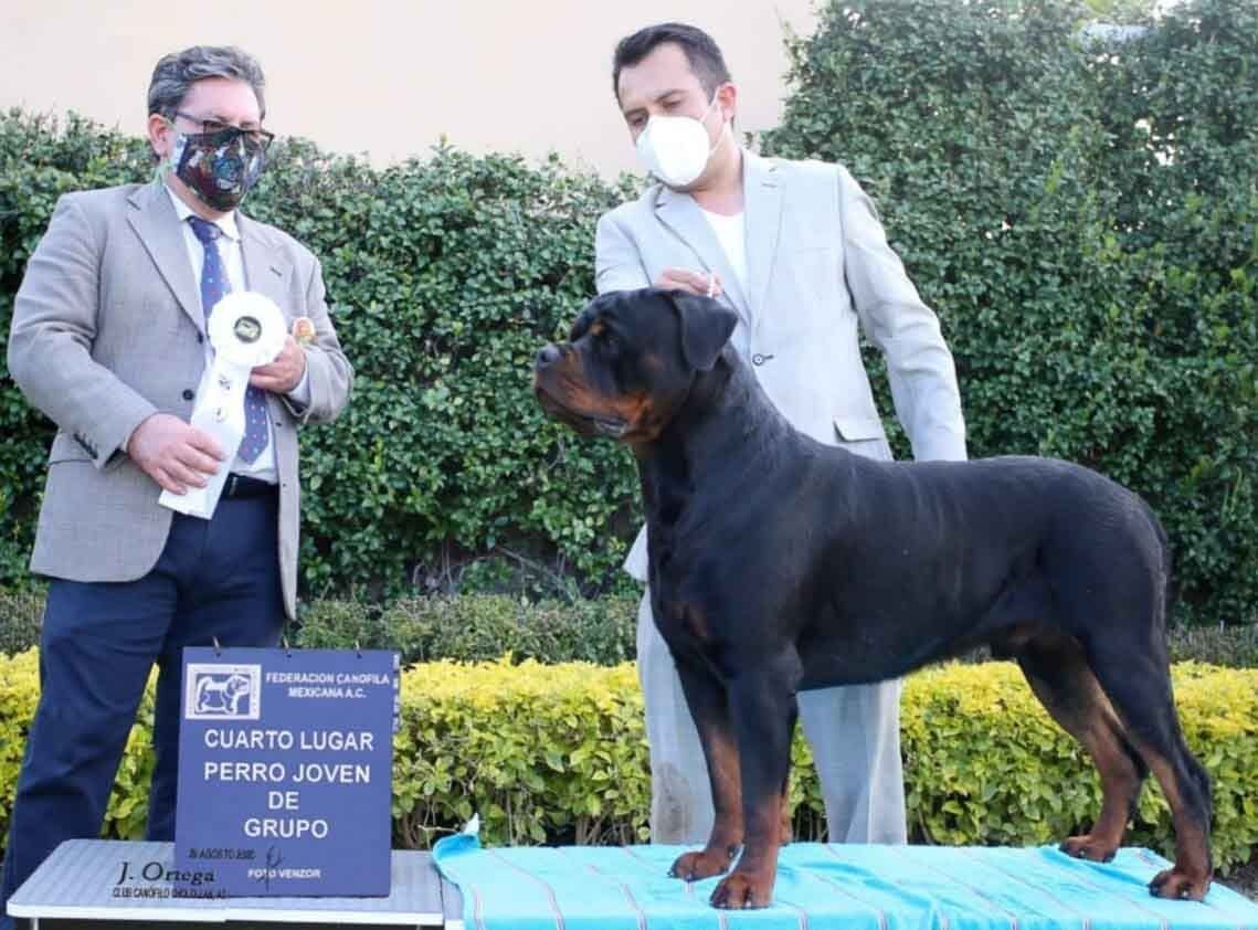 rottweiler en mexico