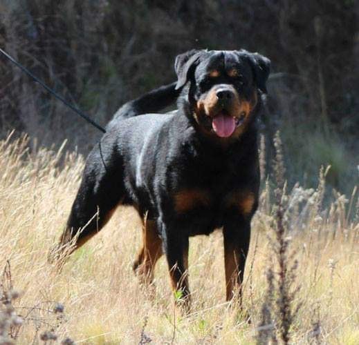 criadero de perros rottweiler