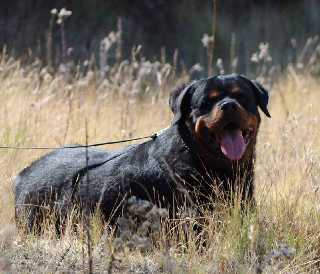criadero de perros rottweiler