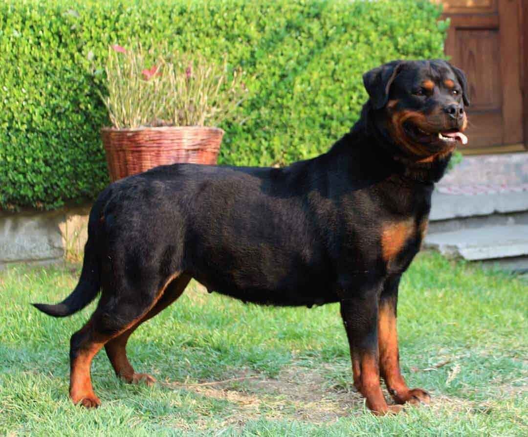 perros rottweiler en venta