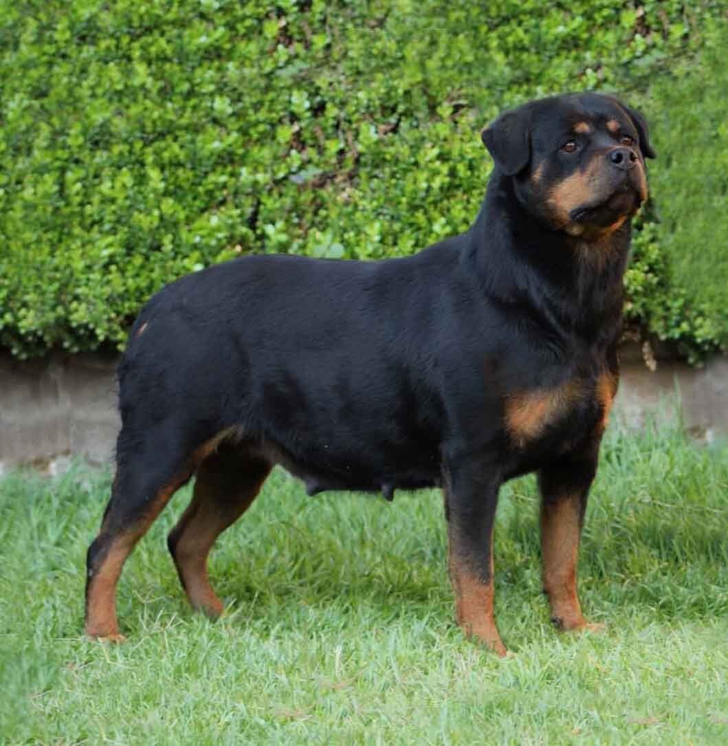 perros rottweiler en venta