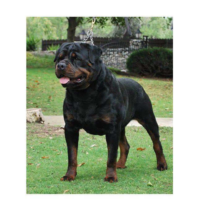 rottweiler en Durango