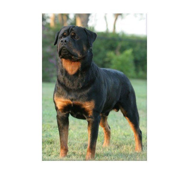 rottweiler en Mexicali