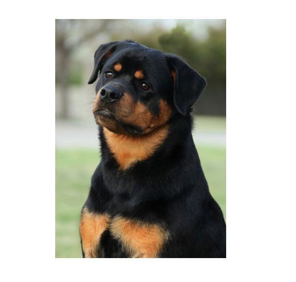 rottweiler en queretaro