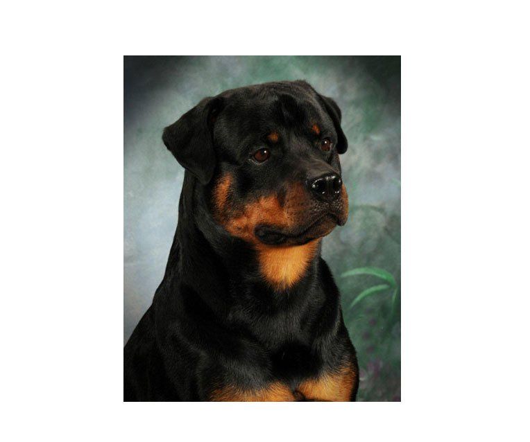rottweiler en tijuana