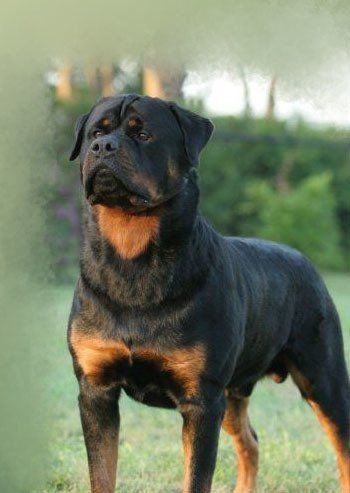 rottweiler en venta