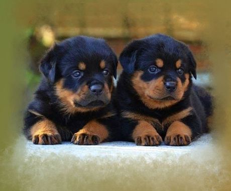 Cachorro Pomerania