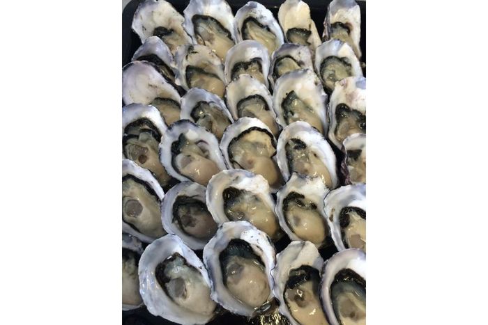 oysters