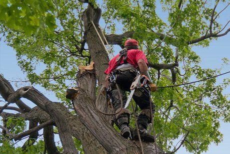 shape the crown of your tree