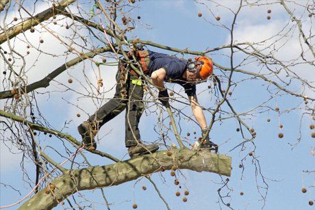 Tree trimming