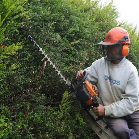 tree surgery
