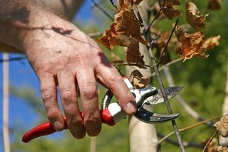 Tree services