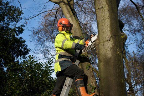 Experienced tree surgeons