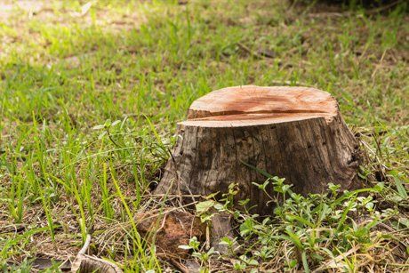 root and stump removal