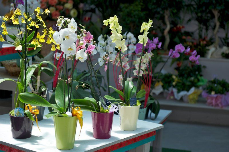 Vasi di orchidee
