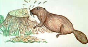 Busy Beaver Stump Removal & Tractor Works Busy Beaver Stump Removal & Tractor Works