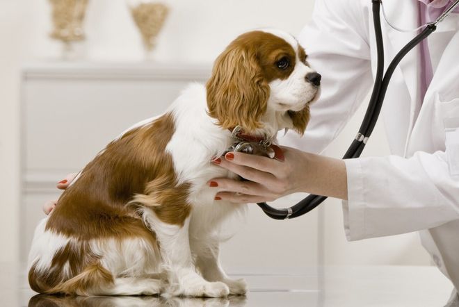 Dog having a checkup in vet — Veterinary Hospital in Chino, CA
