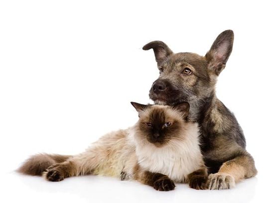 A puppy and a cat — Veterinary Hospital in Chino, CA A puppy and a cat — Veterinary Hospital in Chino, CA