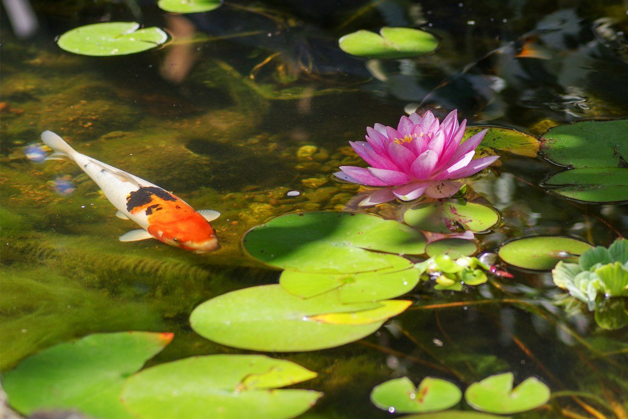 Water Lily In Pond — Newnan, GA — Aqua Gardens