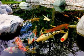 Koi In Garden Pond — Newnan, GA — Aqua Gardens Koi In Garden Pond — Newnan, GA — Aqua Gardens