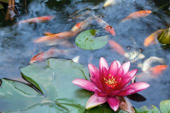 Aquatic Plants — Newnan, GA — Aqua Gardens Aquatic Plants — Newnan, GA — Aqua Gardens