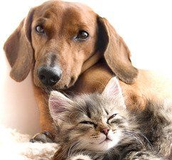 pets