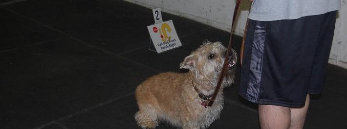 VA Dog Grooming — Dog And Owner Waiting In Line in Stafford, VA