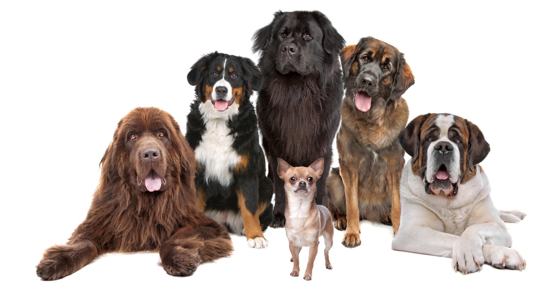 Stafford Pet Training — Woman Teaching The Dog in Stafford, VA Stafford Pet Training — Woman Teaching The Dog in Stafford, VA