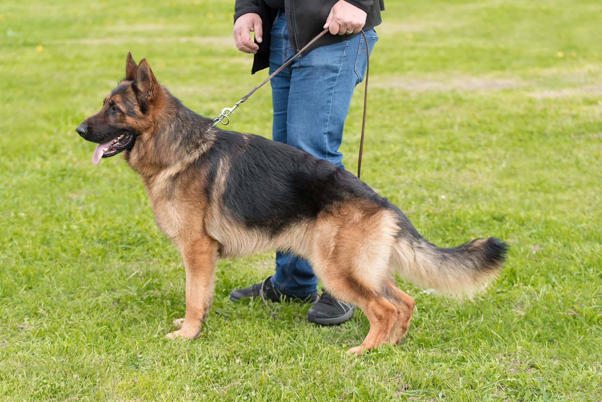 Stafford Pet Training — Woman Teaching The Dog in Stafford, VA Stafford Pet Training — Woman Teaching The Dog in Stafford, VA
