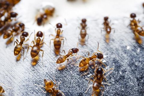 Pest Control — Ants in Los Angeles, CA Pest Control — Ants in Los Angeles, CA