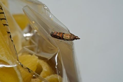 Industrial Pest Control Company — Pantry Pests in Los Angeles, CA Industrial Pest Control Company — Pantry Pests in Los Angeles, CA