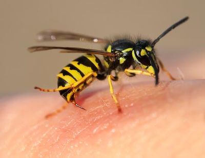 Pest Control Service — Wasps in Los Angeles, CA Pest Control Service — Wasps in Los Angeles, CA