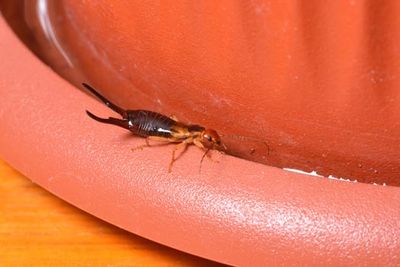 Pest Control Company — Earwings in Los Angeles, CA Pest Control Company — Earwings in Los Angeles, CA