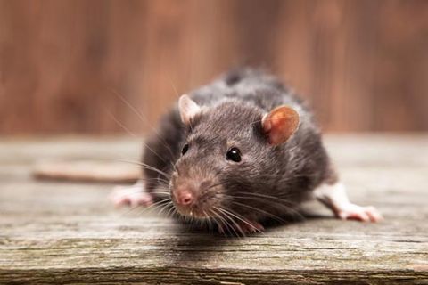 Commercial Pest Control — Rodents in Los Angeles, CA Commercial Pest Control — Rodents in Los Angeles, CA