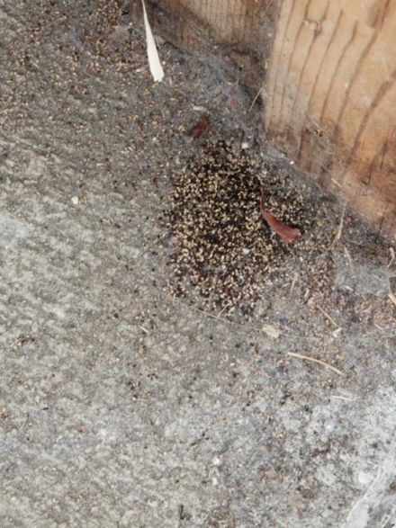 Termites — Termites in Los Angeles, CA
