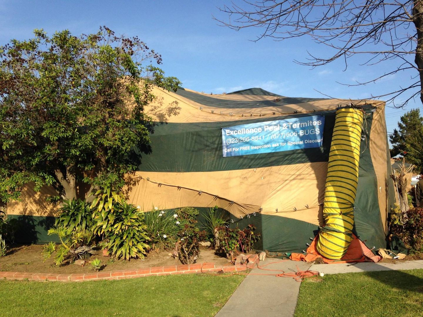 Termites — Termites in Los Angeles, CA Termites — Termites in Los Angeles, CA