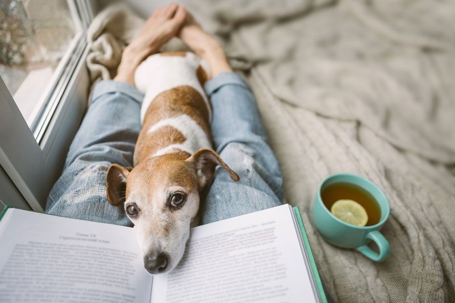 Reading at Home with Pet — Greensboro, N.C — Merlin Centre For Hypnosis & Enlightenment Reading at Home with Pet — Greensboro, N.C — Merlin Centre For Hypnosis & Enlightenment