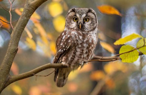 Boreal Owl in Autumn Leaves — Greensboro, N.C — Merlin Centre For Hypnosis & Enlightenment Boreal Owl in Autumn Leaves — Greensboro, N.C — Merlin Centre For Hypnosis & Enlightenment