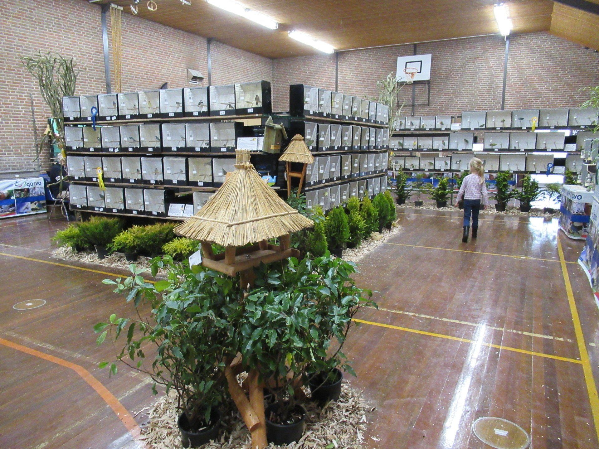 Bird show display in a gymnasium. Rows of cages, greenery, a person walks.